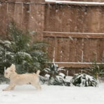 Fluffy Meets Flurries: Snow Poodle Enjoys Rare Katy Snowfall!